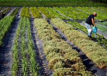 Agricultora biológica dos pequenos agricultores poderá garantir mais segurança alimentar