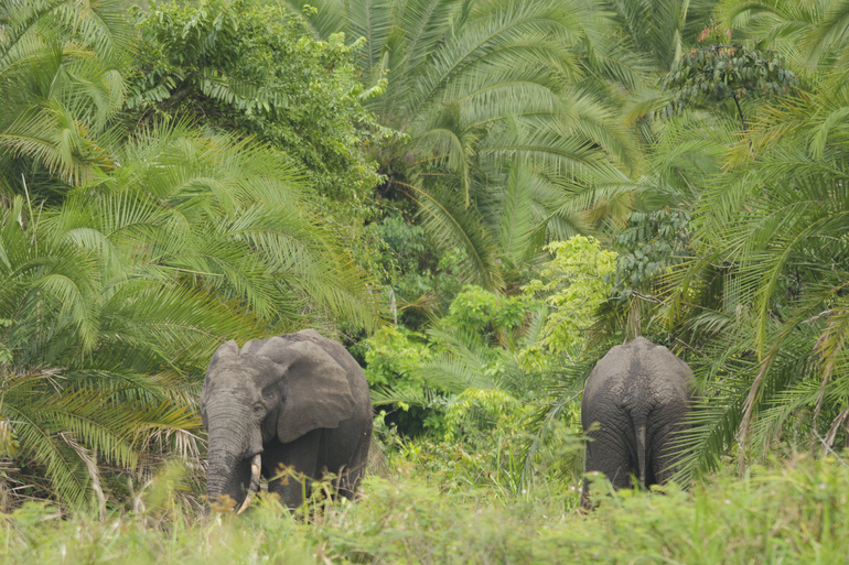 IBM und WWF-Deutschland entwickeln KI-Lösung zum Schutz afrikanischer Waldelefanten